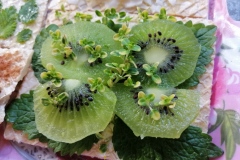 kiwi-thymuscitriodorum-mint-honey-butter-wafersheets